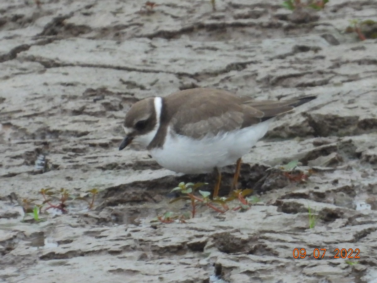 Semipalmated Plover - ML482091091