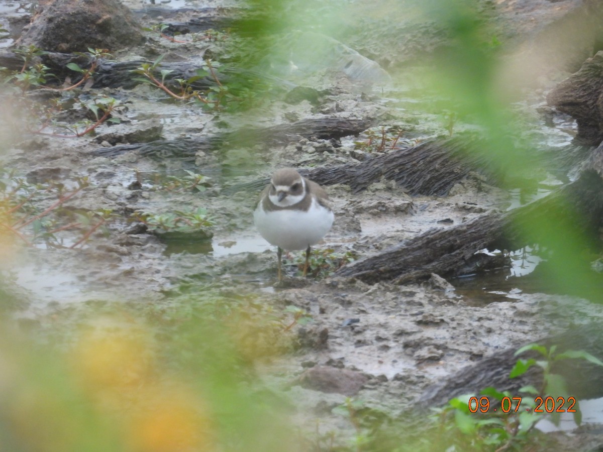 Semipalmated Plover - ML482091131