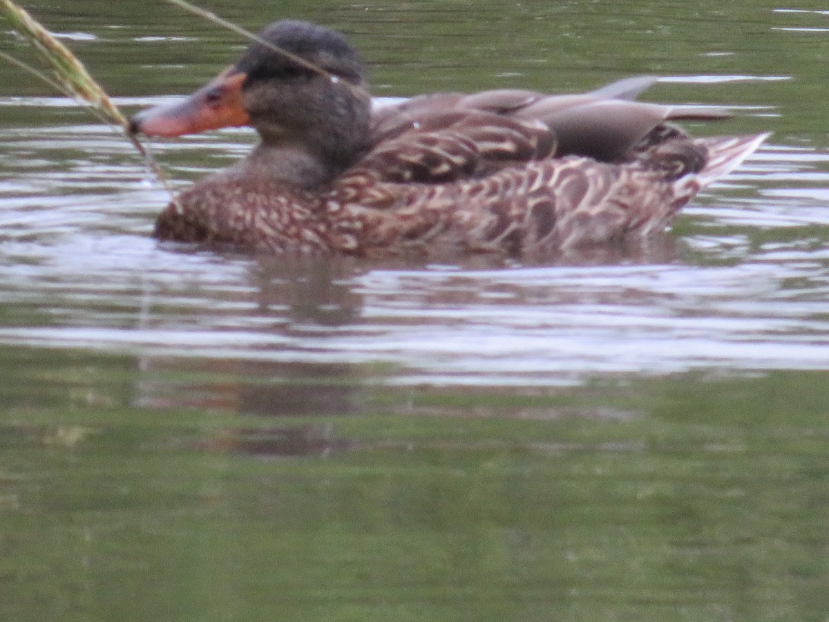 Mallard - ML482091841