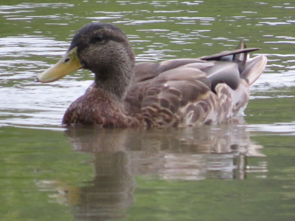 Mallard x American Black Duck (hybrid) - ML482091911