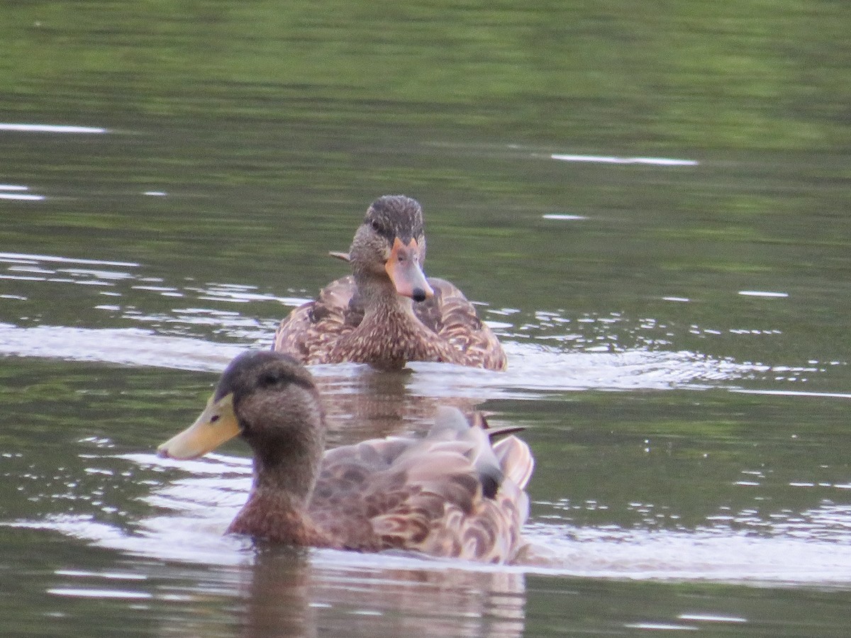 Mallard - ML482092181