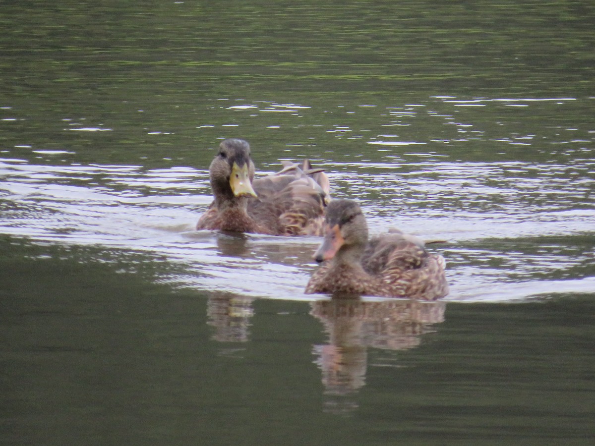 Mallard x American Black Duck (hybrid) - ML482092231