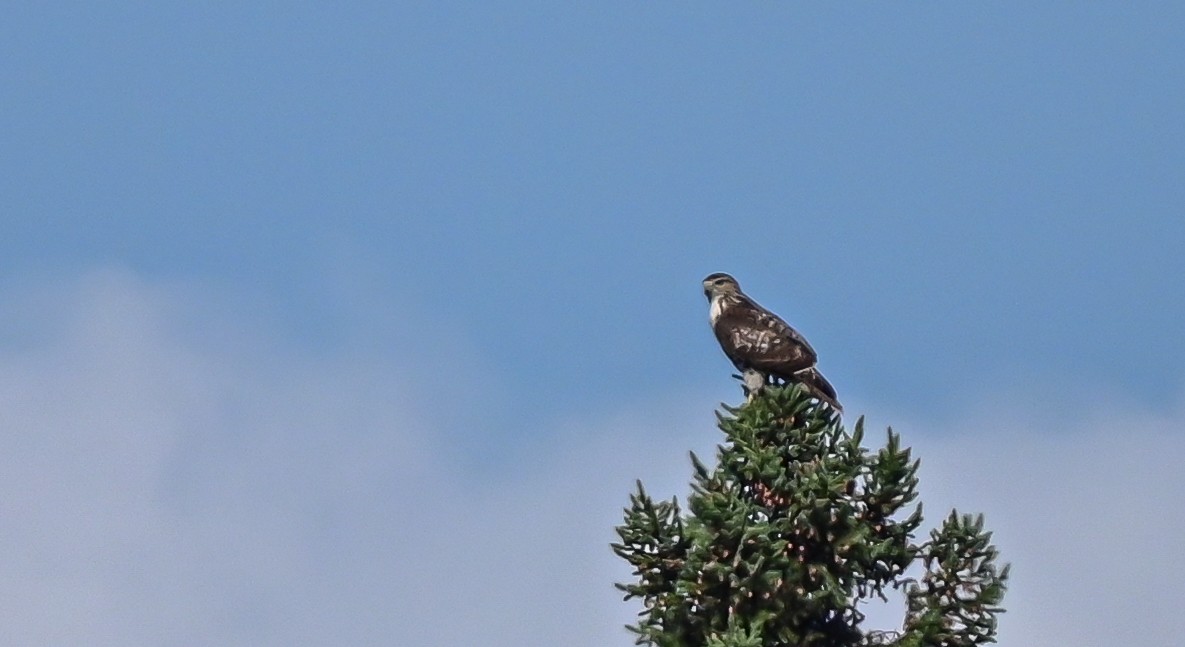 Broad-winged Hawk - ML482092381