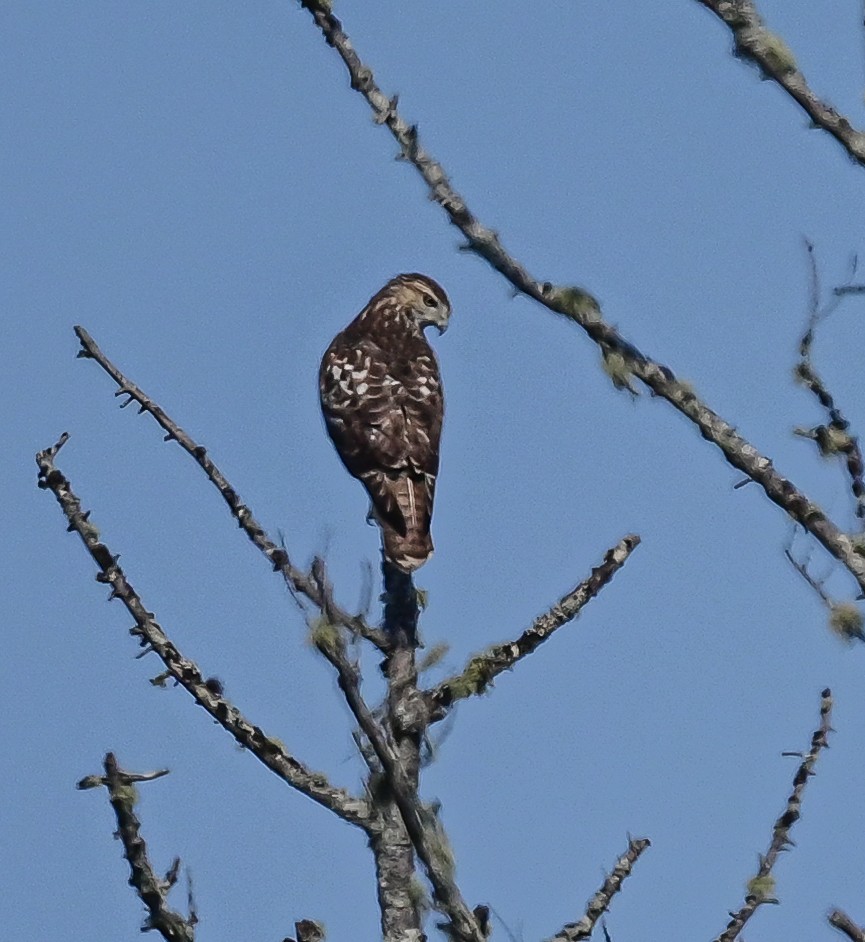 Broad-winged Hawk - ML482092391