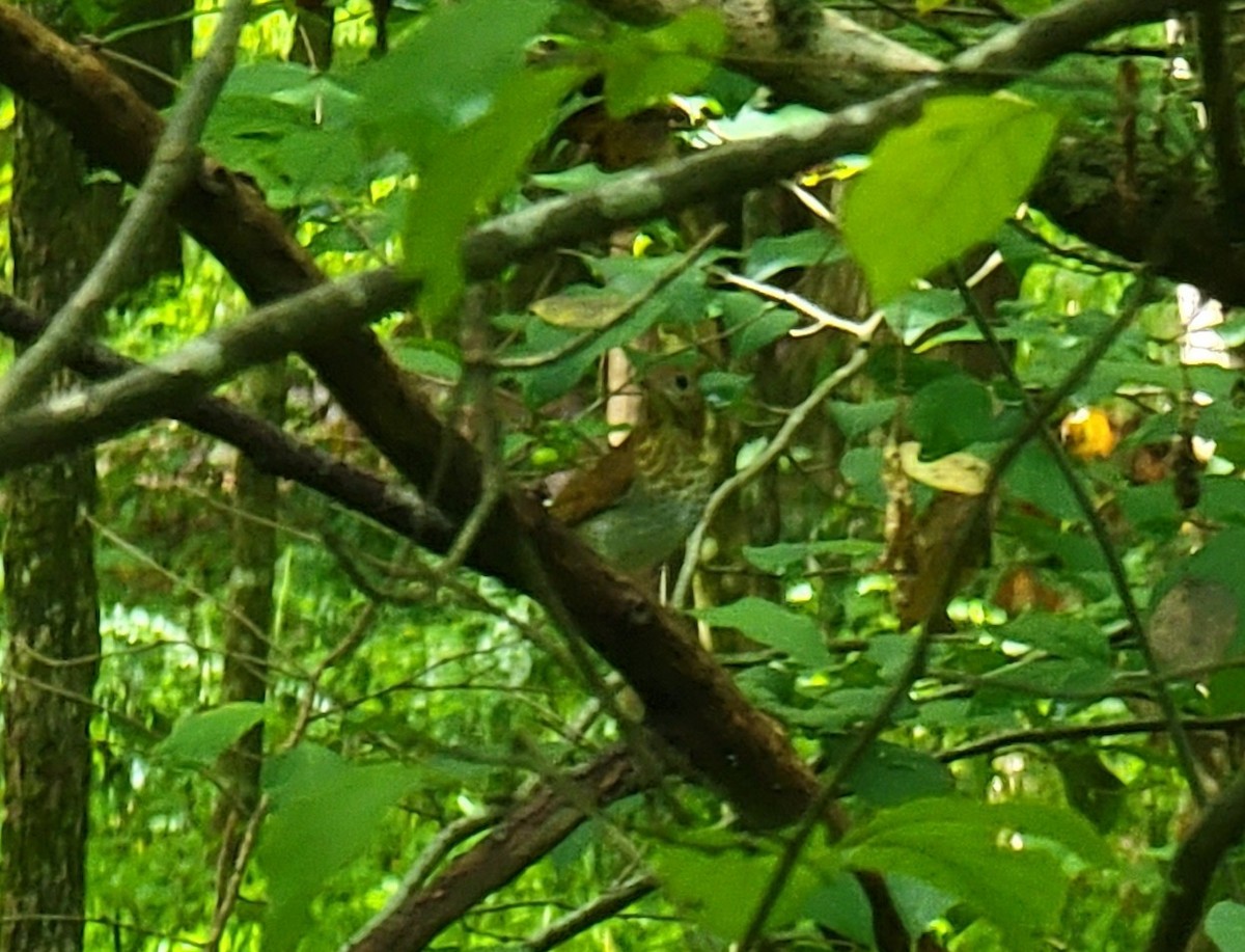 Veery - ML482092921