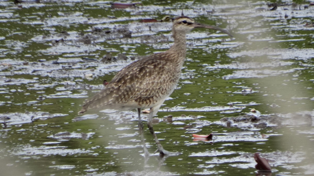 Regenbrachvogel - ML482093191