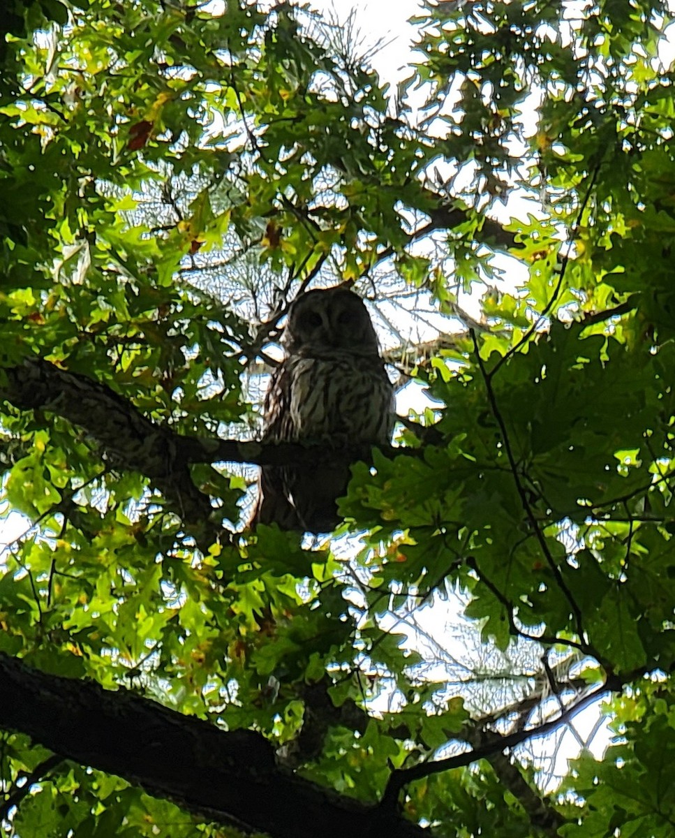 Barred Owl - ML482093811