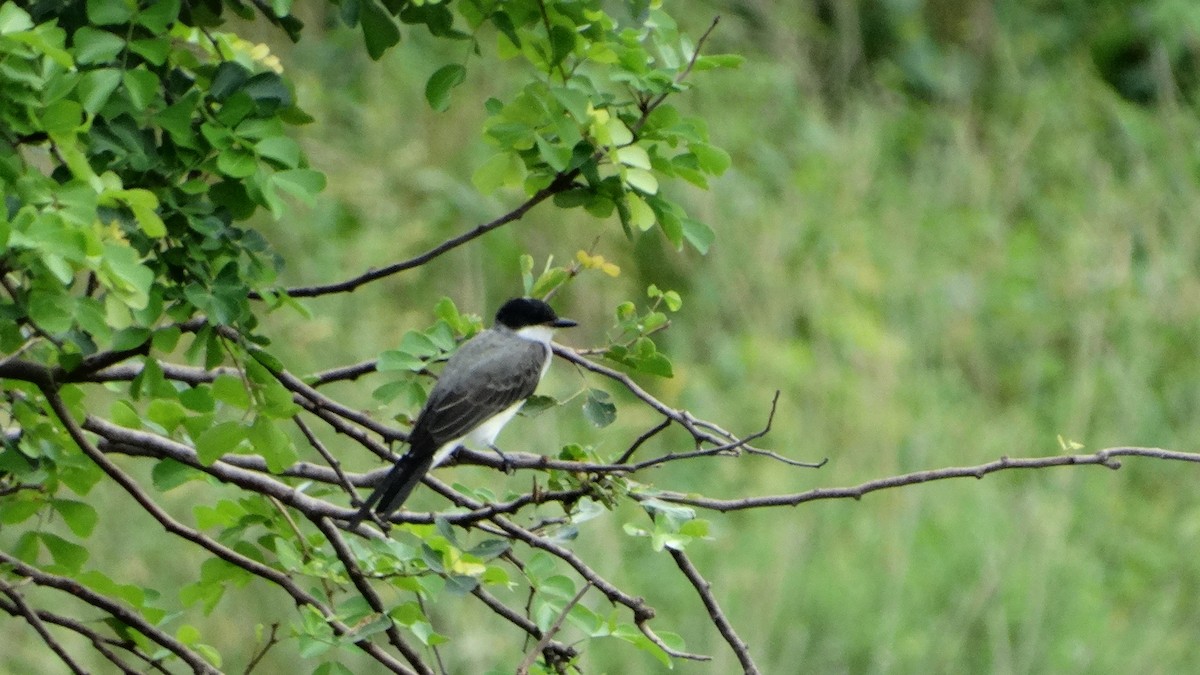 Fork-tailed Flycatcher - ML482095281