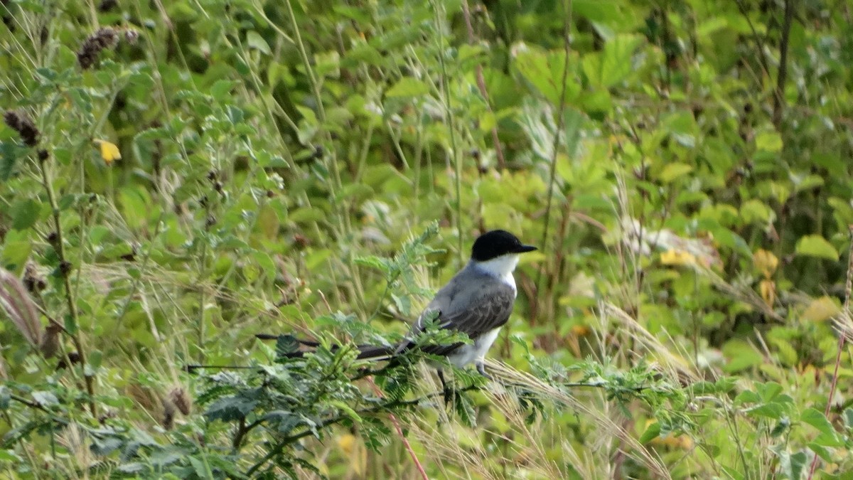 Gabelschwanz-Königstyrann - ML482095341