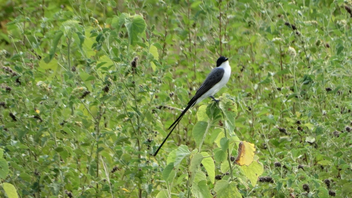 Fork-tailed Flycatcher - ML482095351