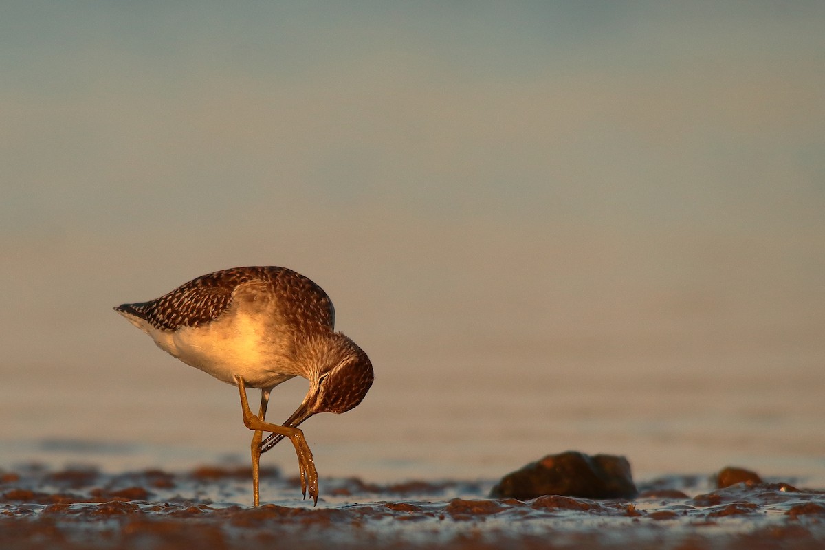 Wood Sandpiper - Jordan Grau