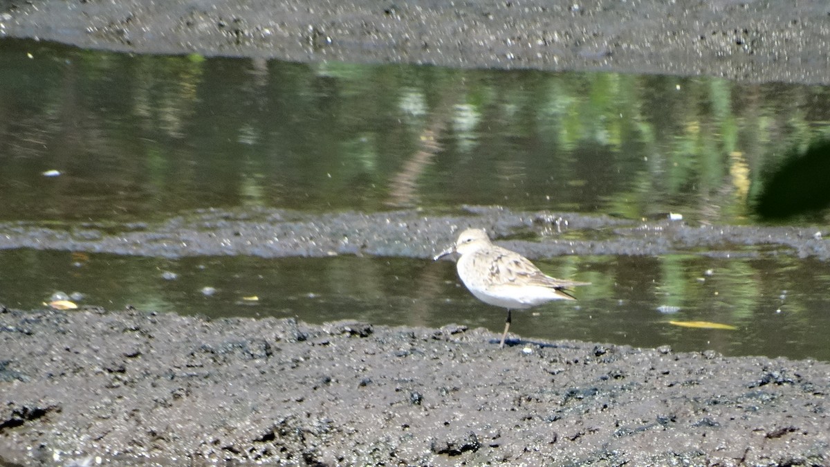 White-rumped Sandpiper - ML482098451