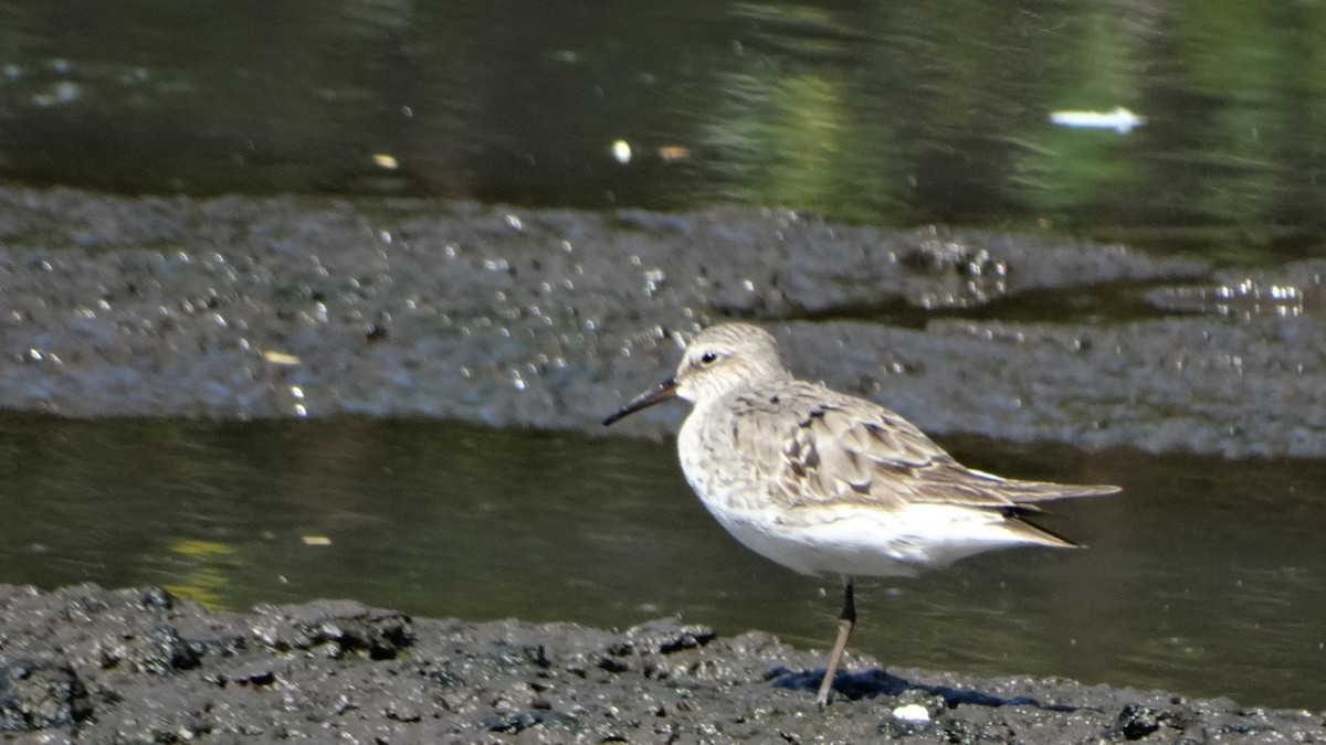 White-rumped Sandpiper - ML482098461