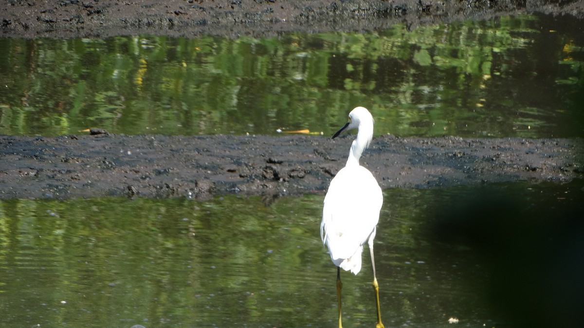 Snowy Egret - ML482099061