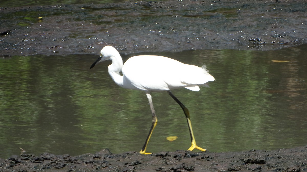 Snowy Egret - ML482099071