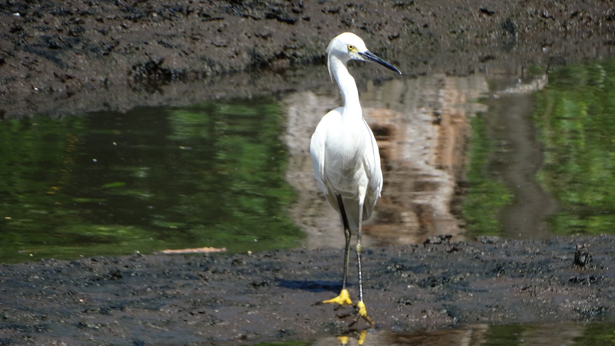 Snowy Egret - ML482099081