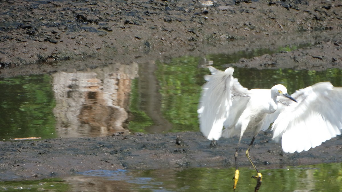 Snowy Egret - ML482099091