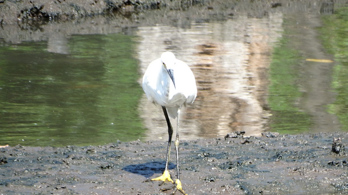 Snowy Egret - ML482099101