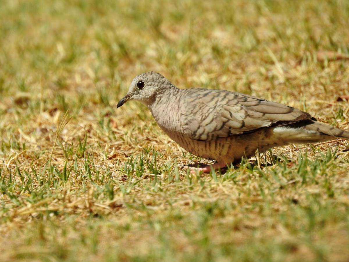 Inca Dove - Trysten Loefke