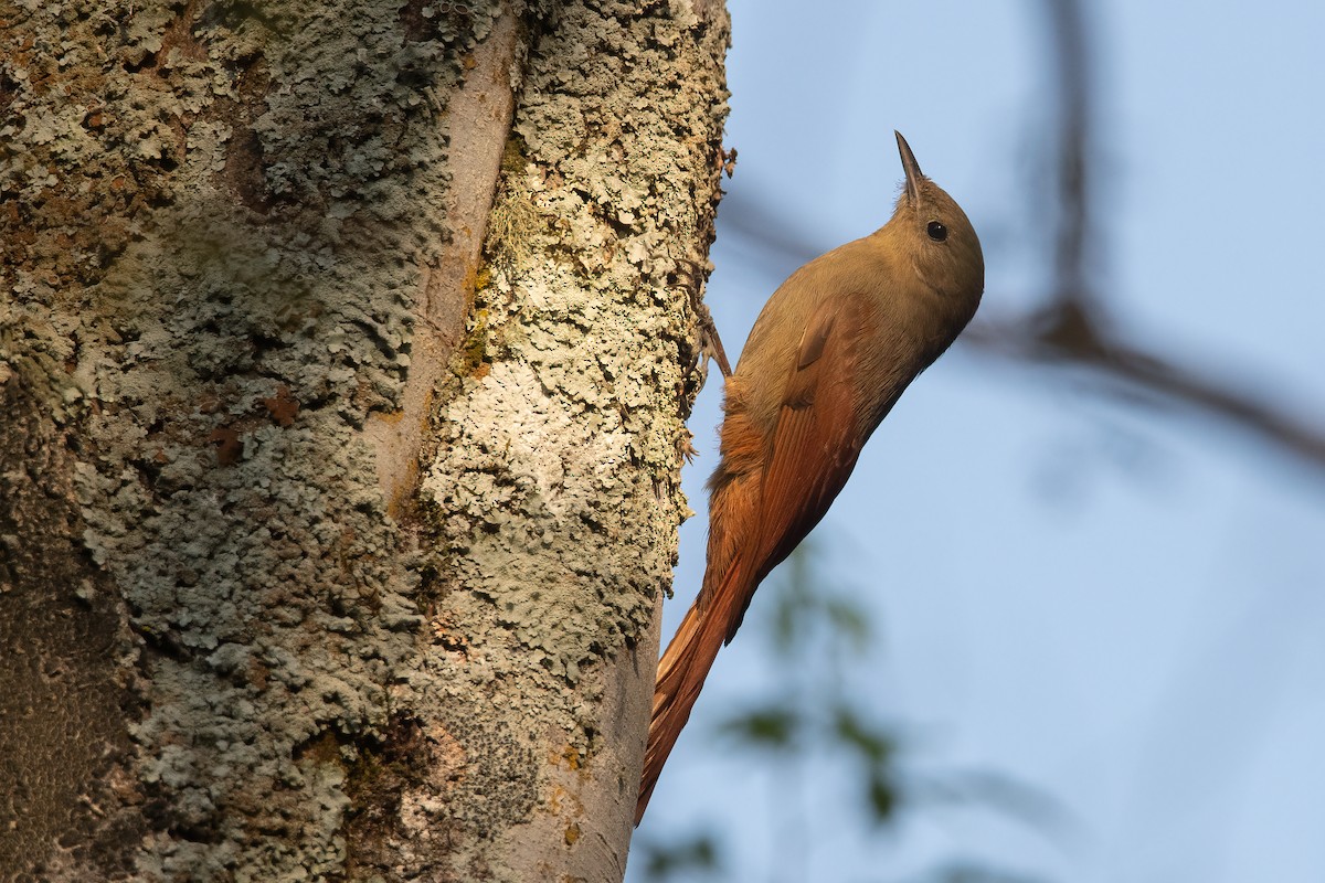 Olivaceous Woodcreeper - ML482099571