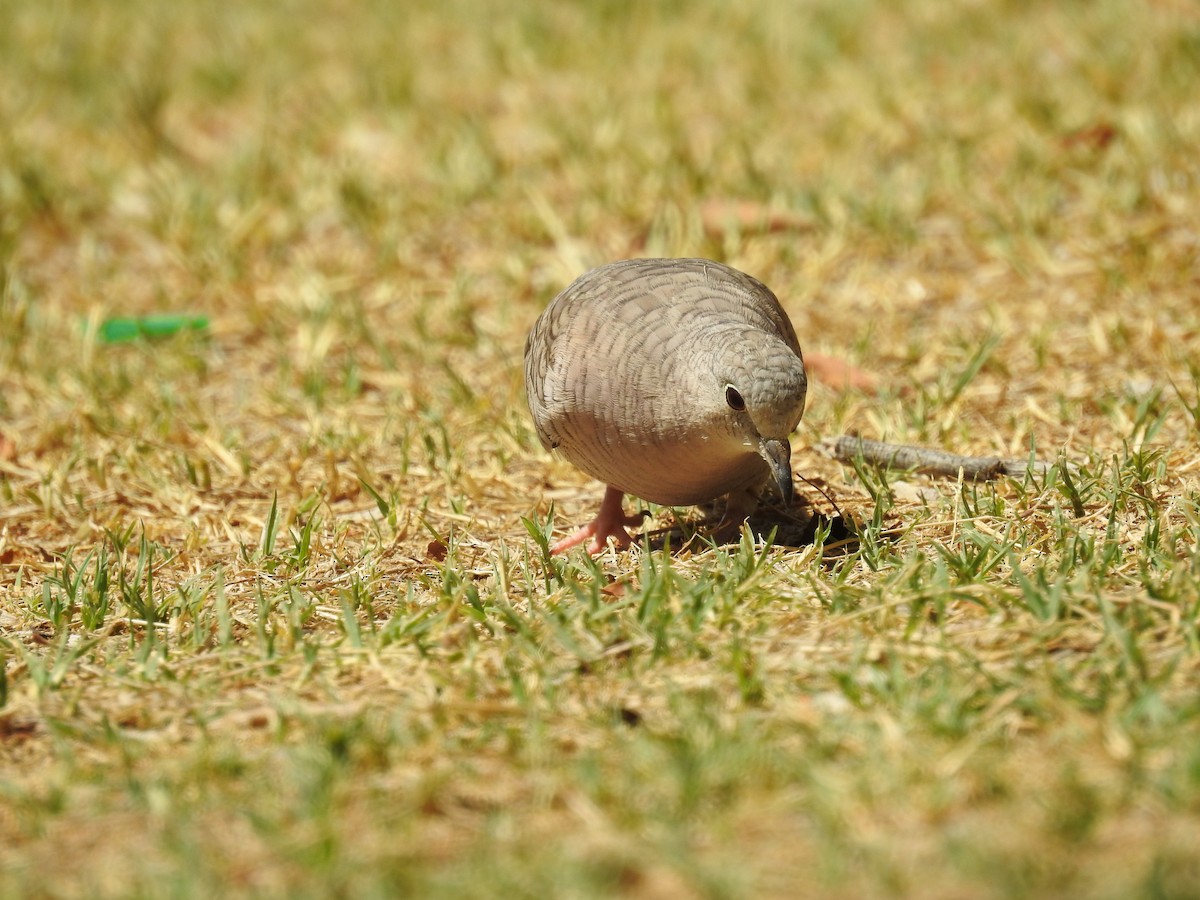 Inca Dove - ML482099601