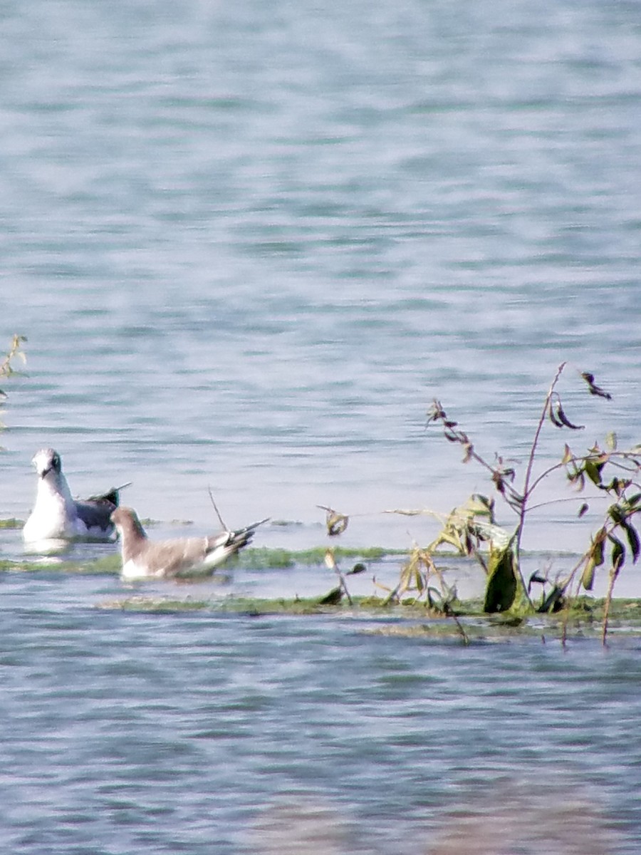 Sabine's Gull - Tim Lamey