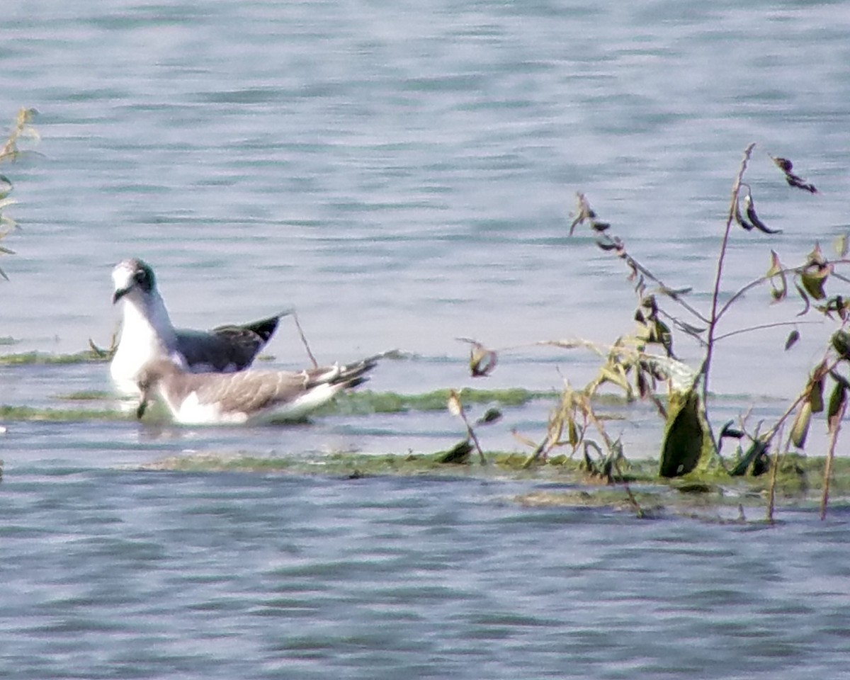 Sabine's Gull - Tim Lamey