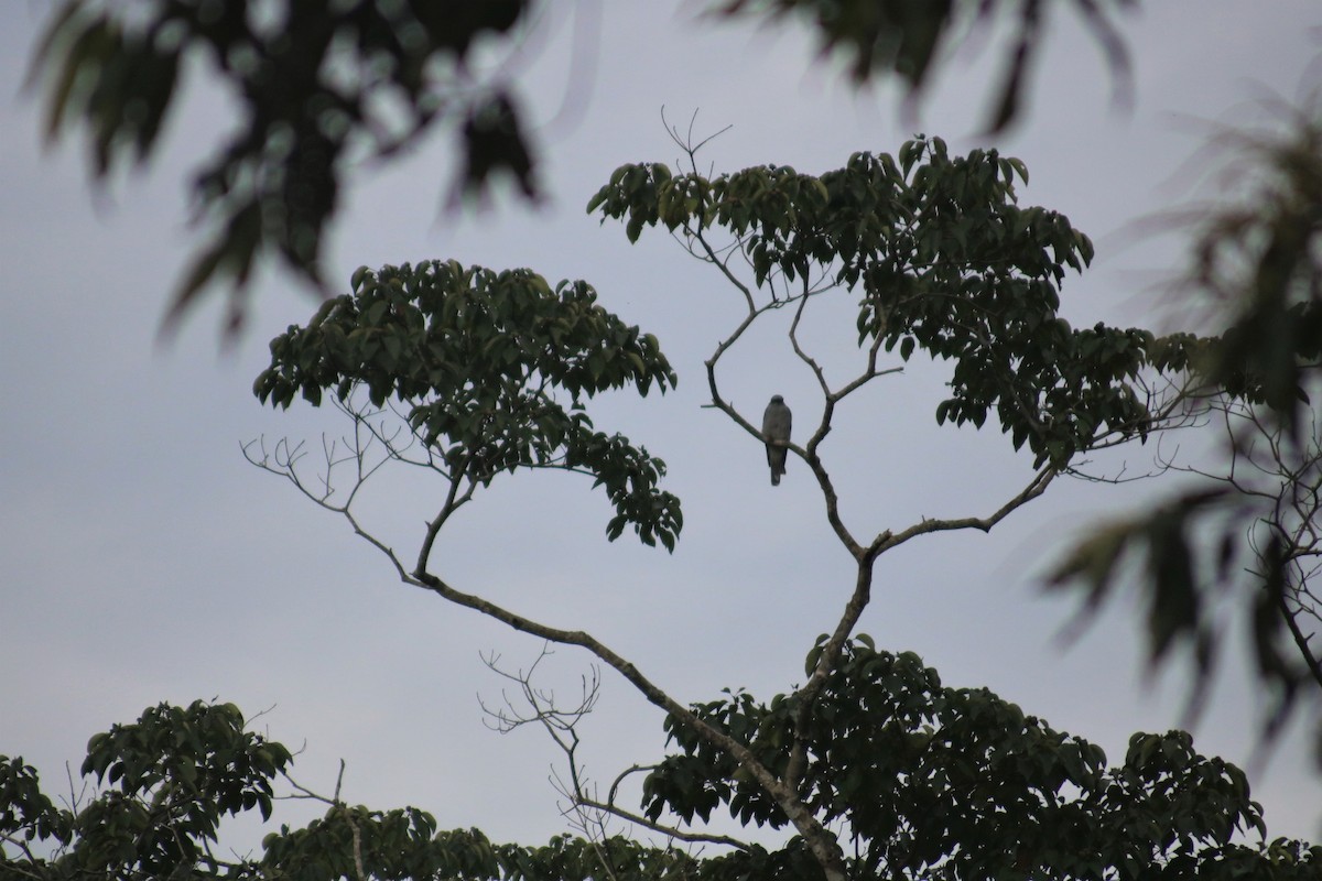 Large Cuckooshrike (Large) - ML482099911