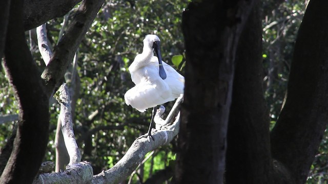 Royal Spoonbill - ML482100