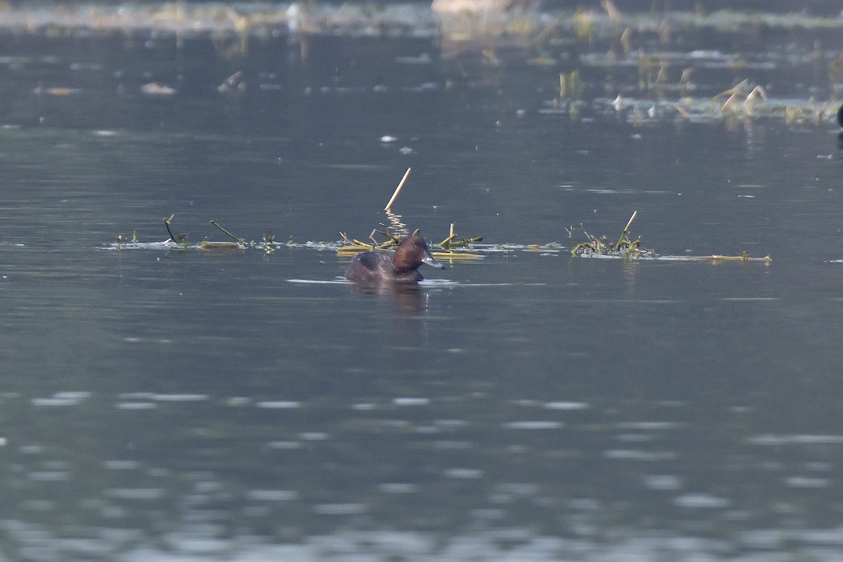 Ferruginous Duck - ML482100081