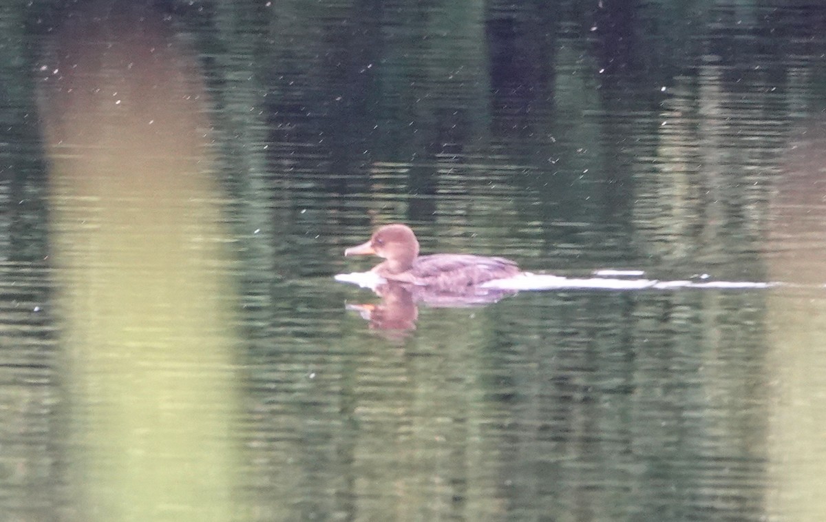 Hooded Merganser - ML482100821