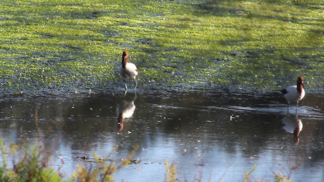 Red-necked Avocet - ML482101