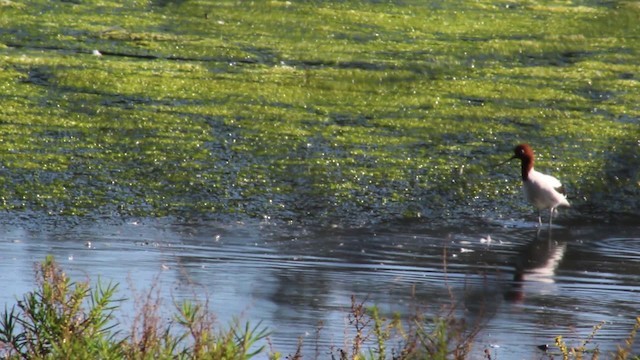 Red-necked Avocet - ML482102