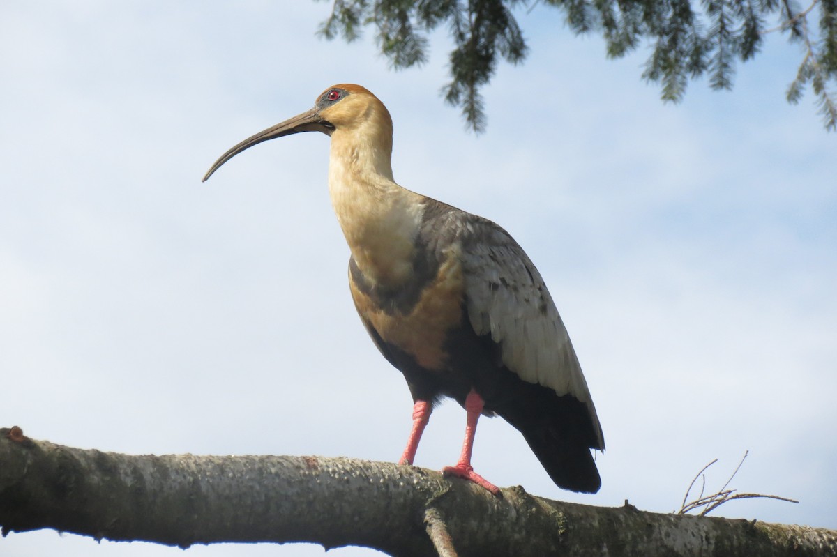 ibis laločnatý - ML482102921