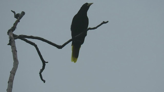 Crested Oropendola - ML482103171