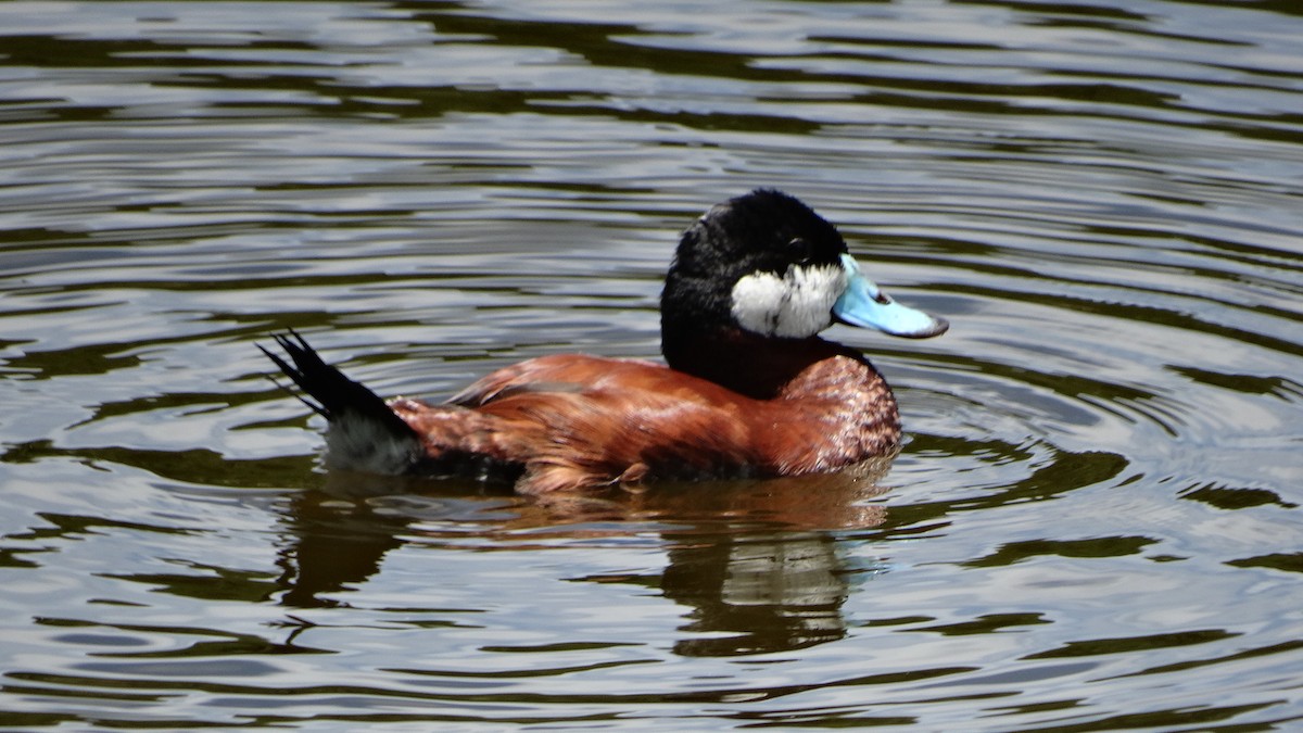 Ruddy Duck - ML482103291