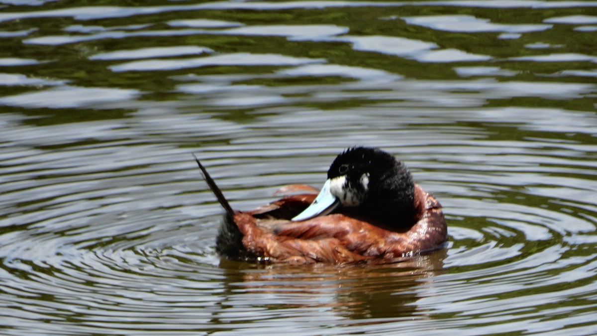 Ruddy Duck - ML482103301