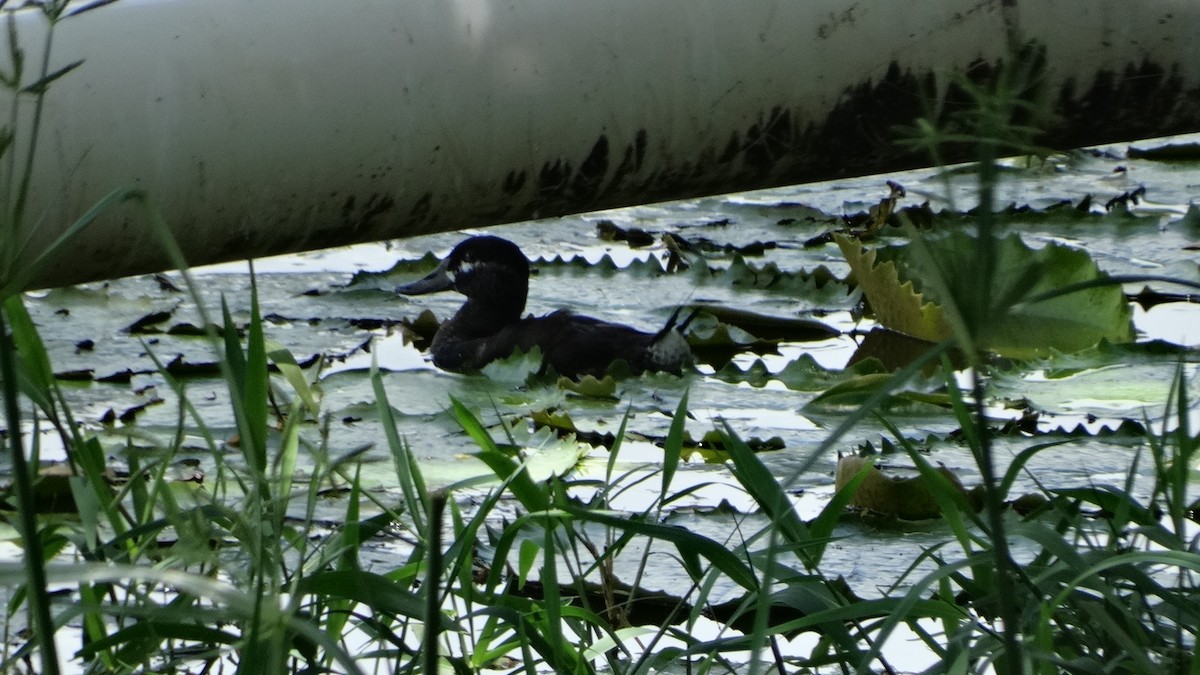 Ruddy Duck - ML482103311