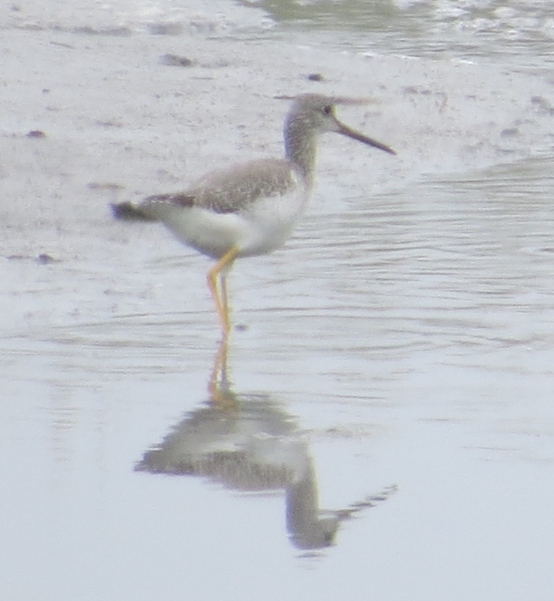 Greater Yellowlegs - ML482103321