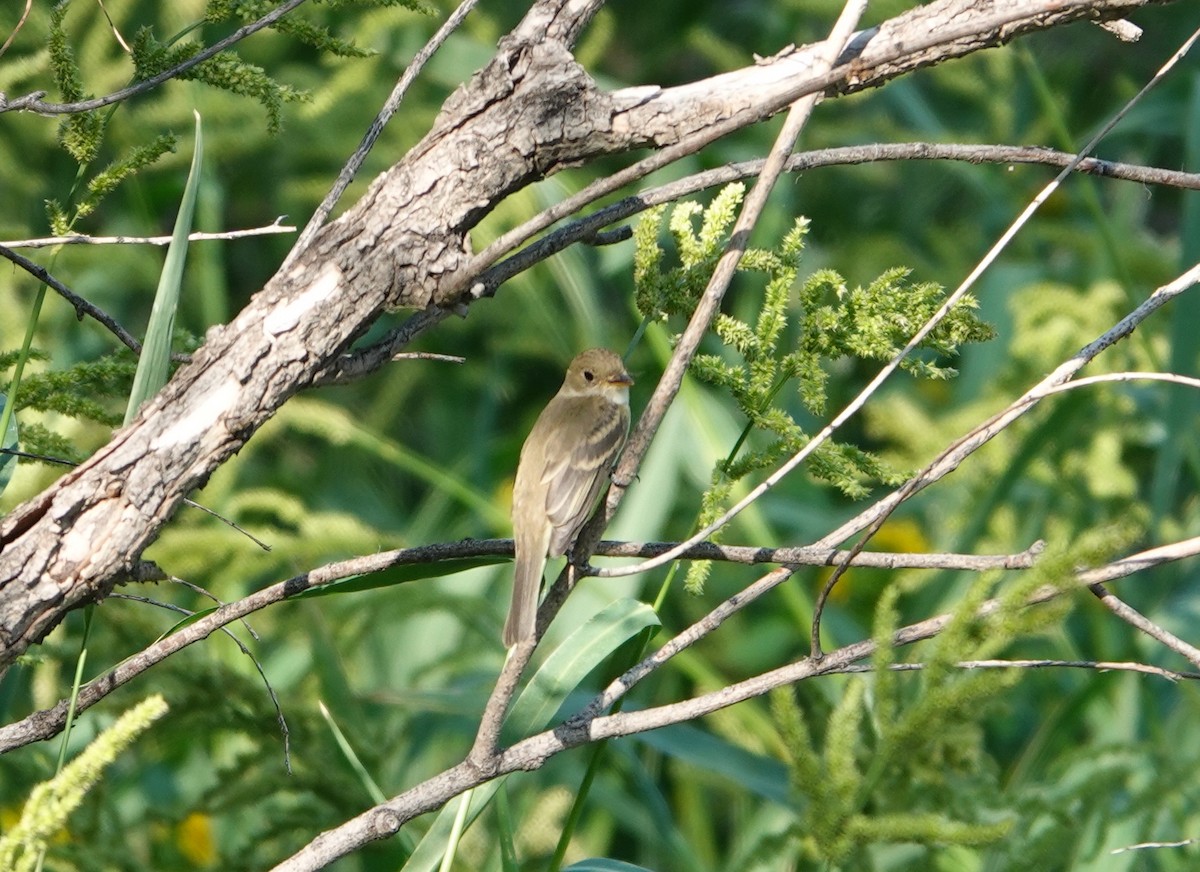 Empidonax sp. - ML482104541