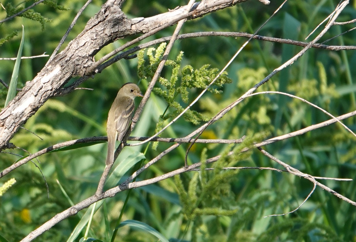 Empidonax sp. - ML482104601