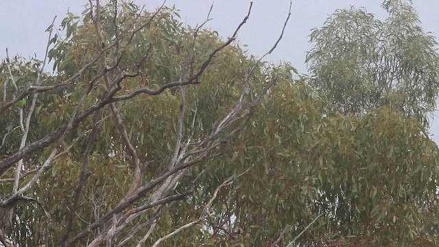 Red-rumped Parrot - ML482105