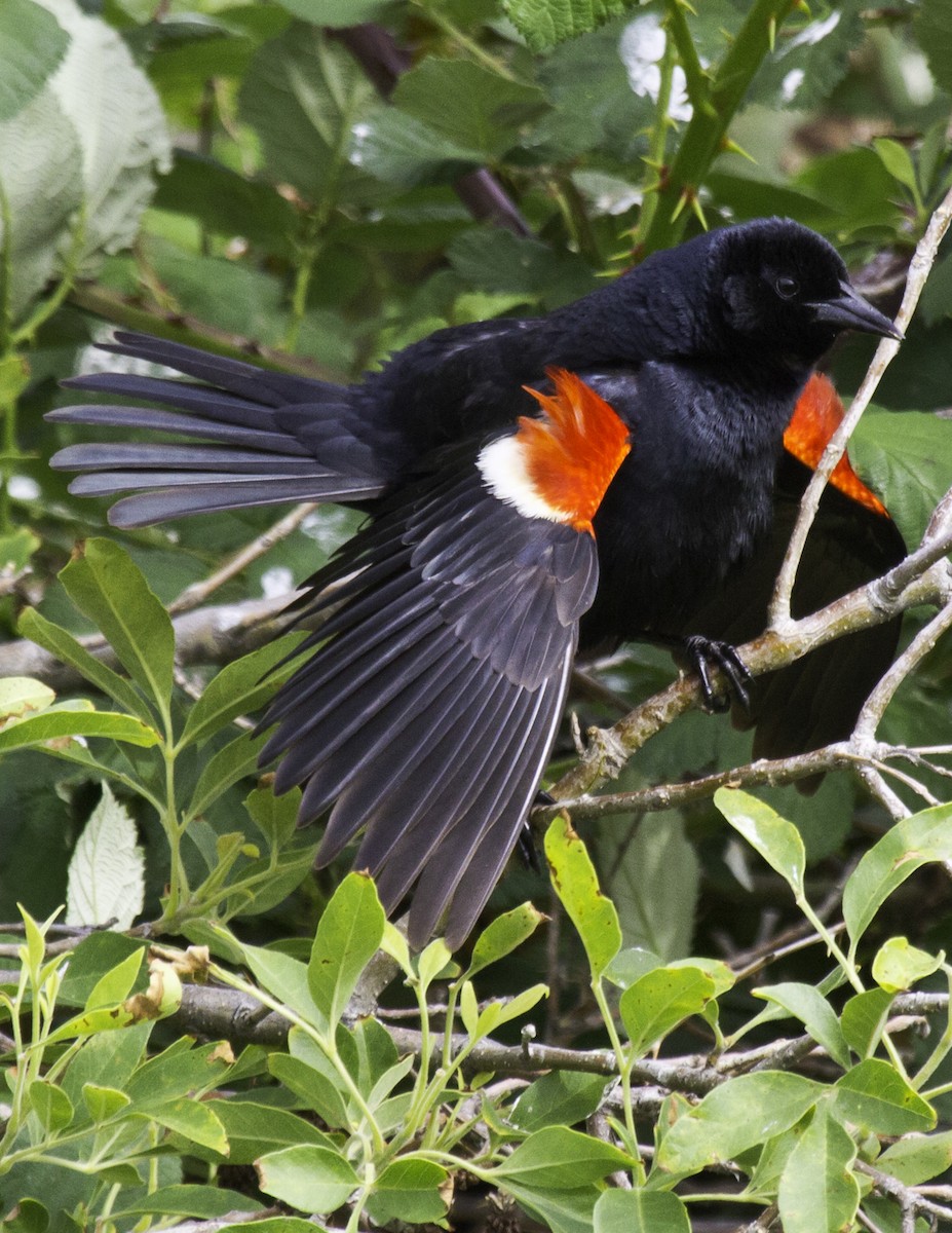 Tricolored Blackbird - ML48210541