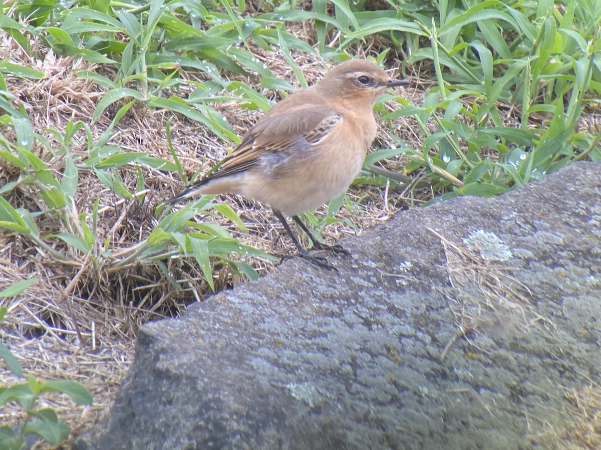 Northern Wheatear - ML482105731