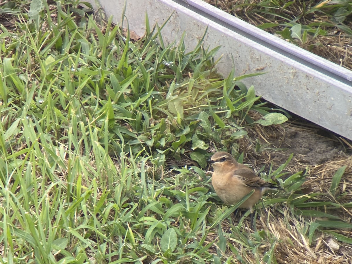 Northern Wheatear - ML482105741