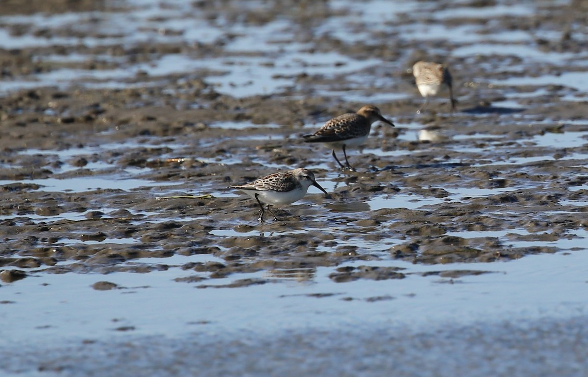 Western Sandpiper - ML482106441