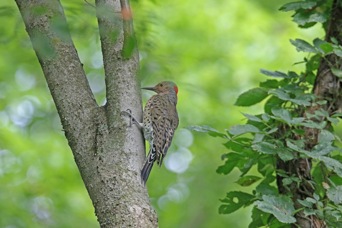 Northern Flicker (Yellow-shafted) - ML482106481