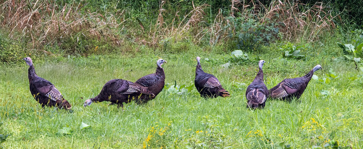 Wild Turkey - ML482107721