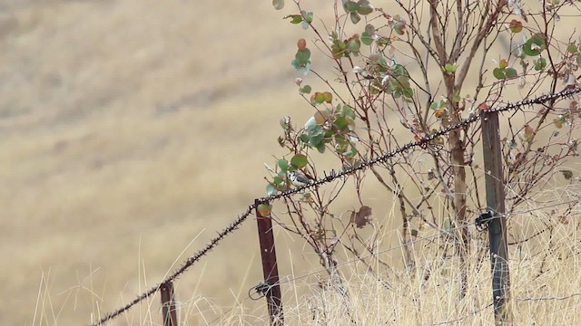 Double-barred Finch - ML482108