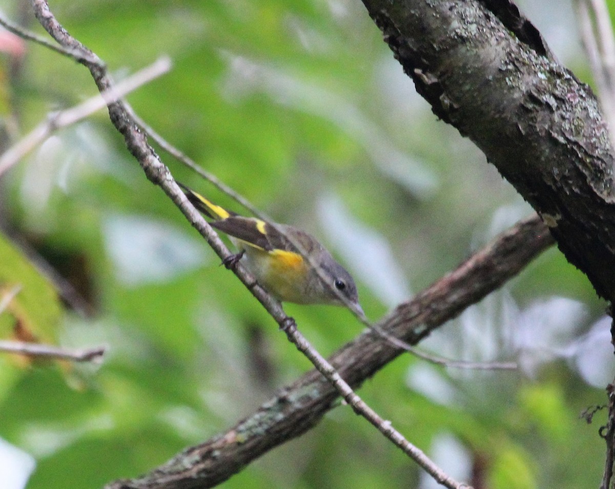 American Redstart - ML482108441